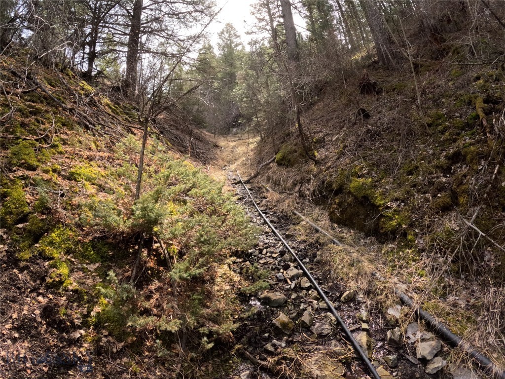 Ponderosa Pines - Land