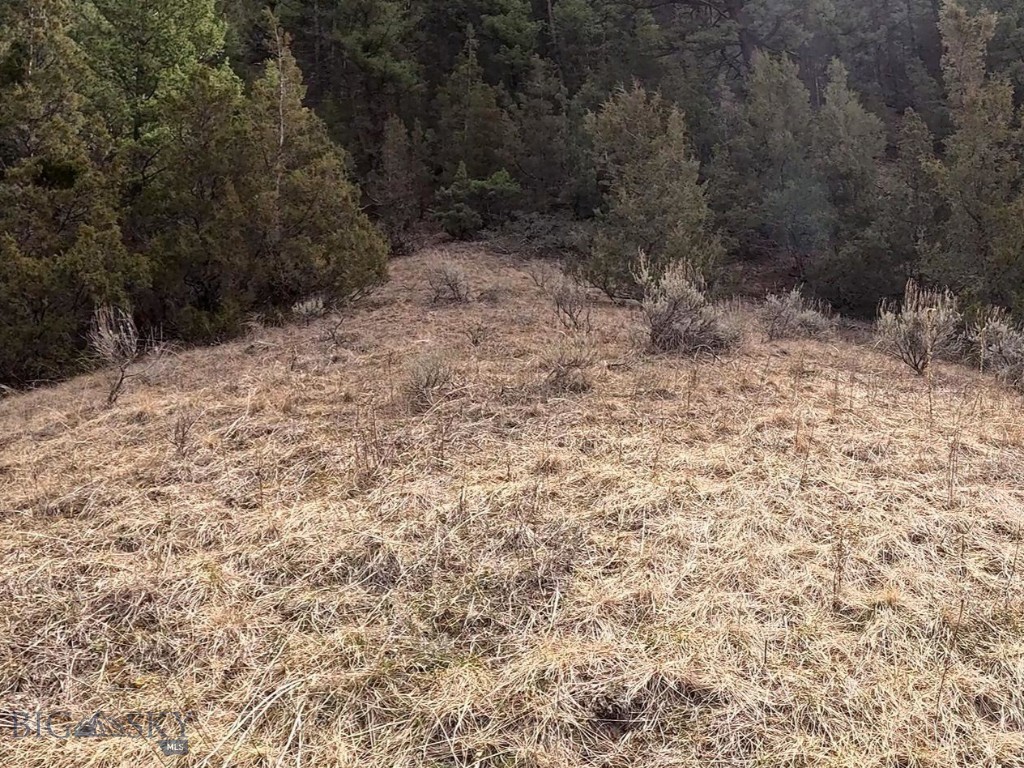 Ponderosa Pines - Land