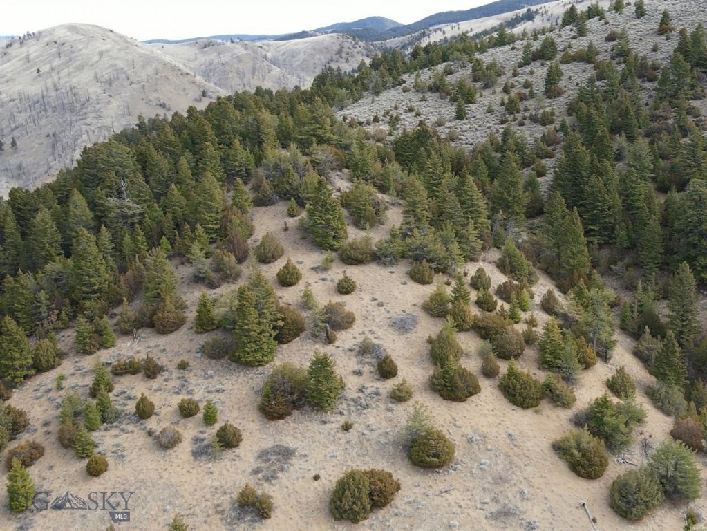 Ponderosa Pines - Land