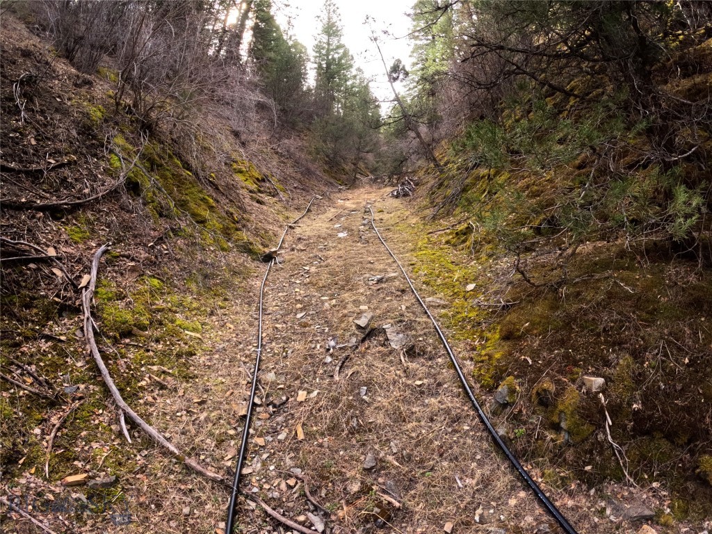 Ponderosa Pines - Land