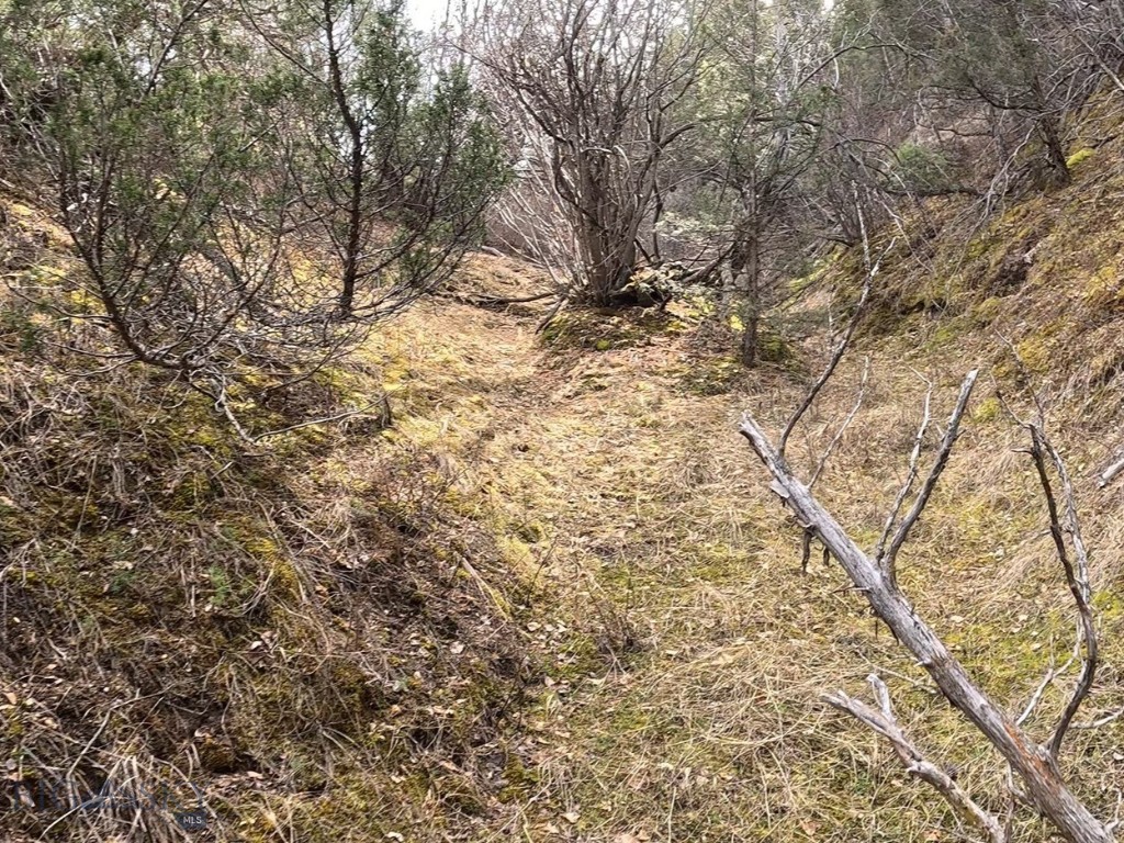 Ponderosa Pines - Land