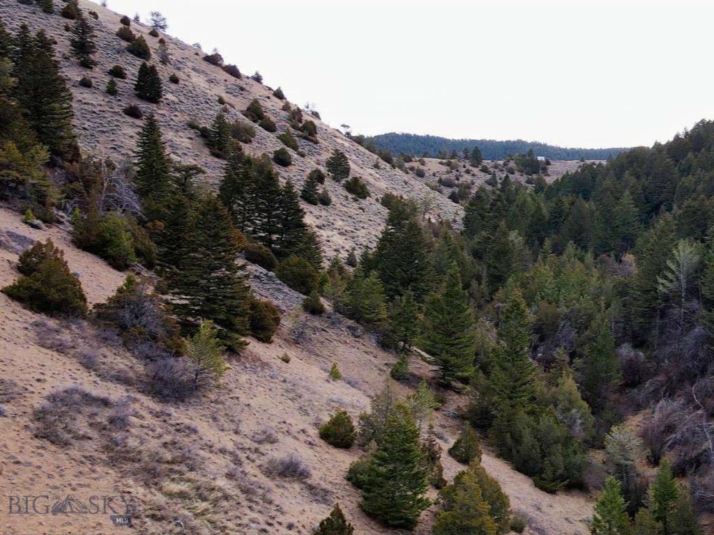 Ponderosa Pines - Land