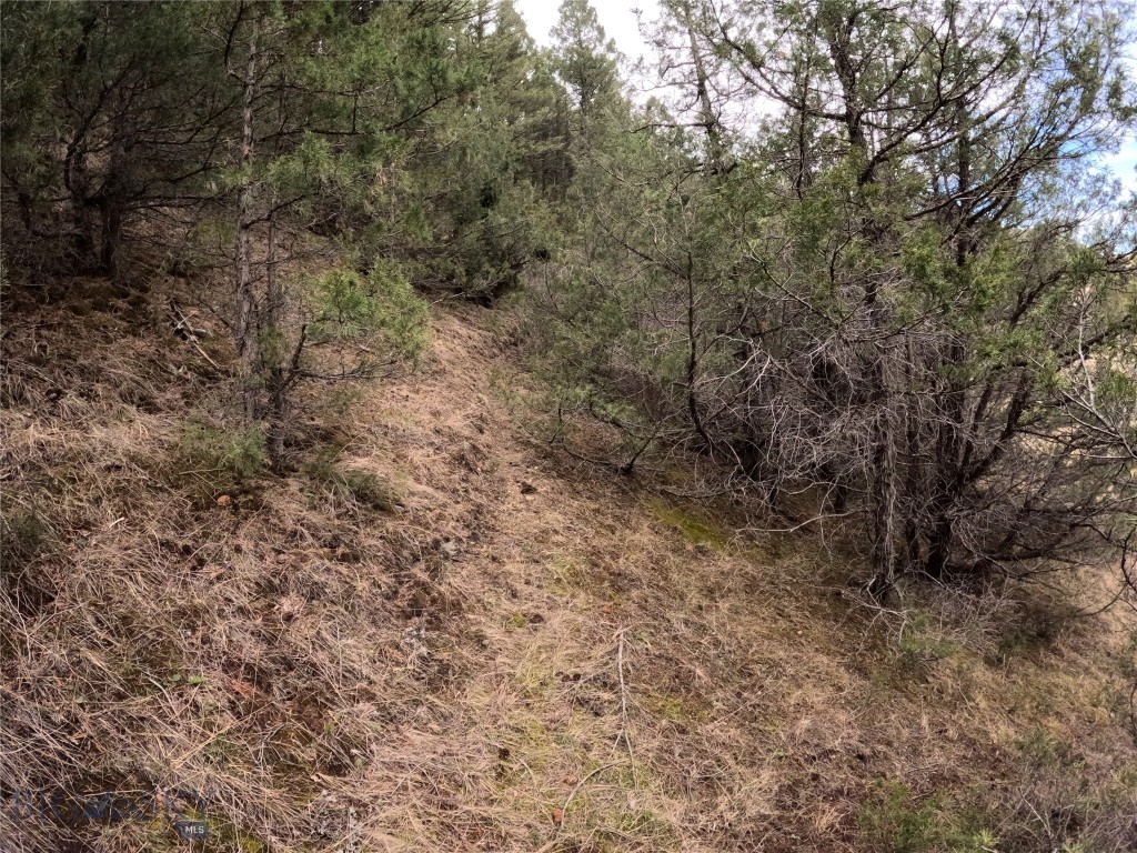 Ponderosa Pines - Land