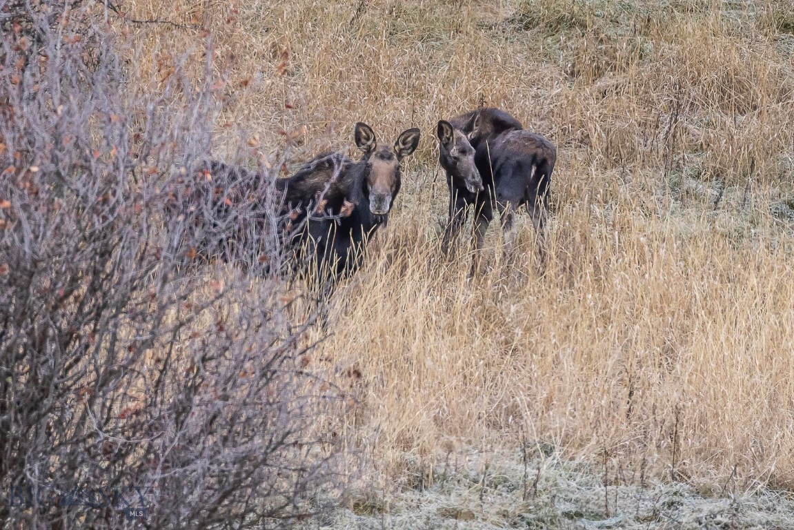 Timberline Creek - Residential
