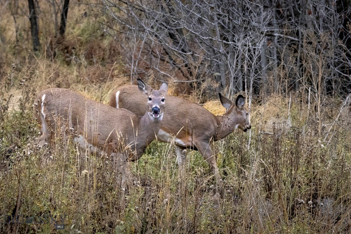 Timberline Creek - Residential
