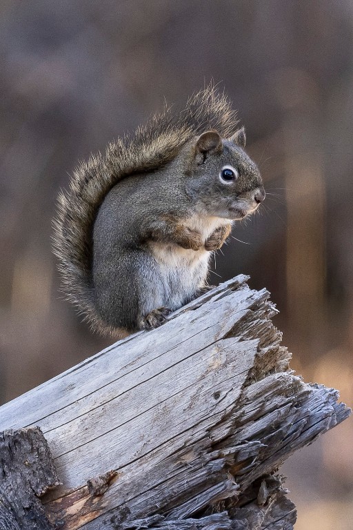 Timberline Creek - Residential