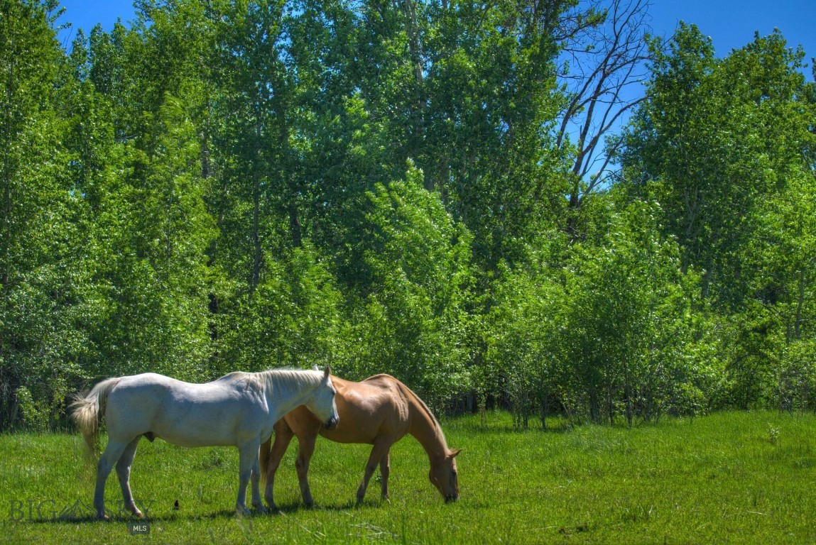 The Homestead is 40 amazing acres and boasts a charming 3800 square ft. house, built in 2001 amidst the wilderness. Perfectly suited for housing property managers or serving as a temporary residence while your dream home takes shape, this guest house is a testament to comfort and convenience. This prime property includes three sheds, a historic barn, a shop, and a magnificent old Douglas Fir, fondly named the 'Grandma Tree'. Multiple building sites offer the opportunity to create your own oasis among the whispering pines or positioned in the grassy meadow. A 20 minute drive to Downtown Bozeman, 30 minutes to the international airport, and 40 minutes to Big Sky world-class resort. The Homestead parcel is part of Misty Creek Ranch, 241 acres available for purchase, offering unparalleled beauty and boundless potential.