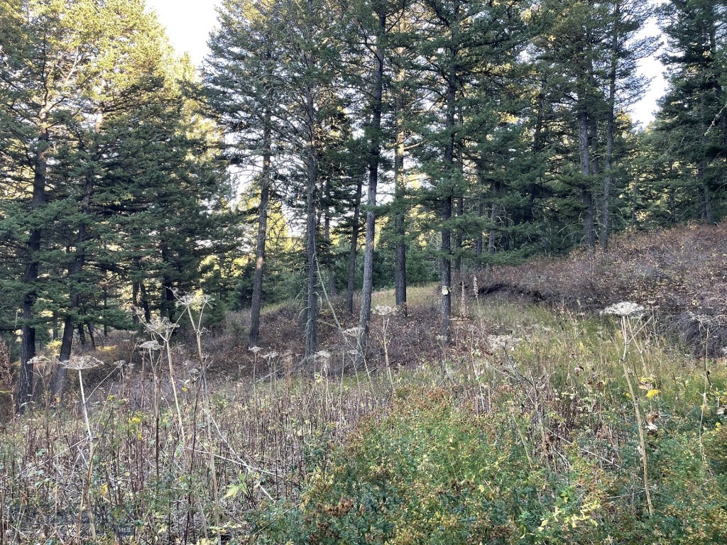 Hidden Springs Ranch - Land