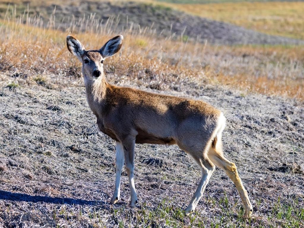 Gallatin River Ranch - Land