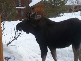 Shoshone Hotel Condos - Residential