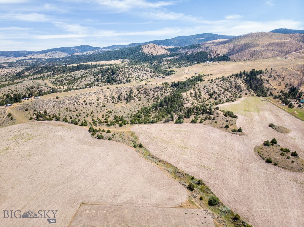 Ponderosa Pines - Land