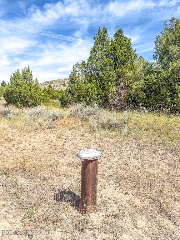 Ponderosa Pines - Land