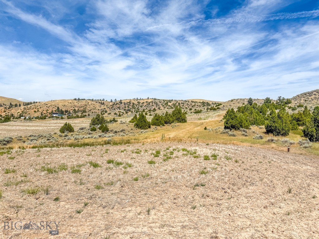 Ponderosa Pines - Land