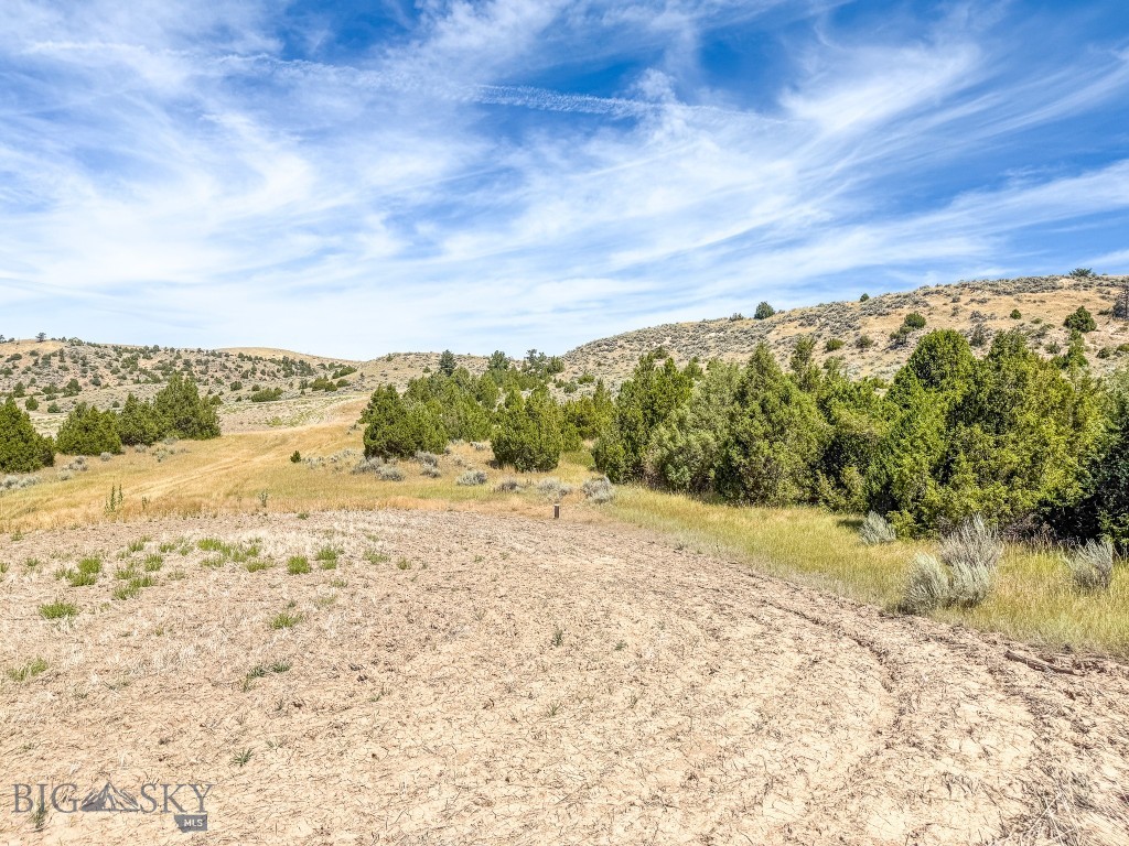 Ponderosa Pines - Land