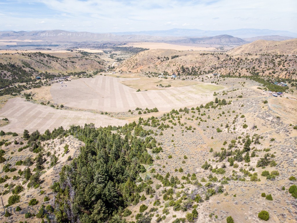 Ponderosa Pines - Land