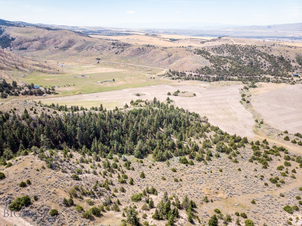 Ponderosa Pines - Land