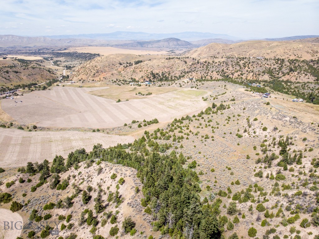 Ponderosa Pines - Land