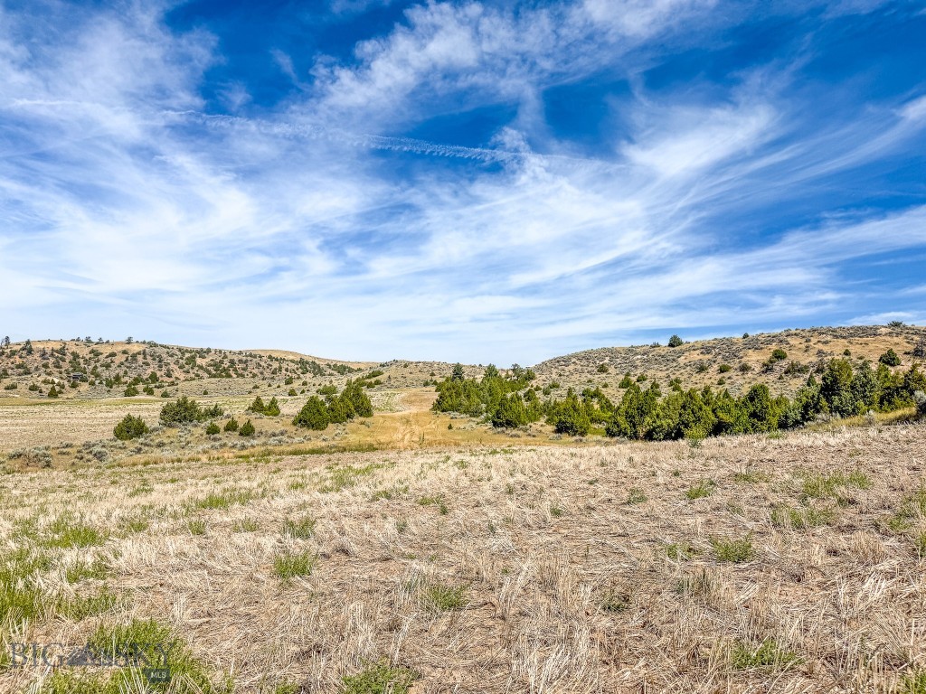Ponderosa Pines - Land