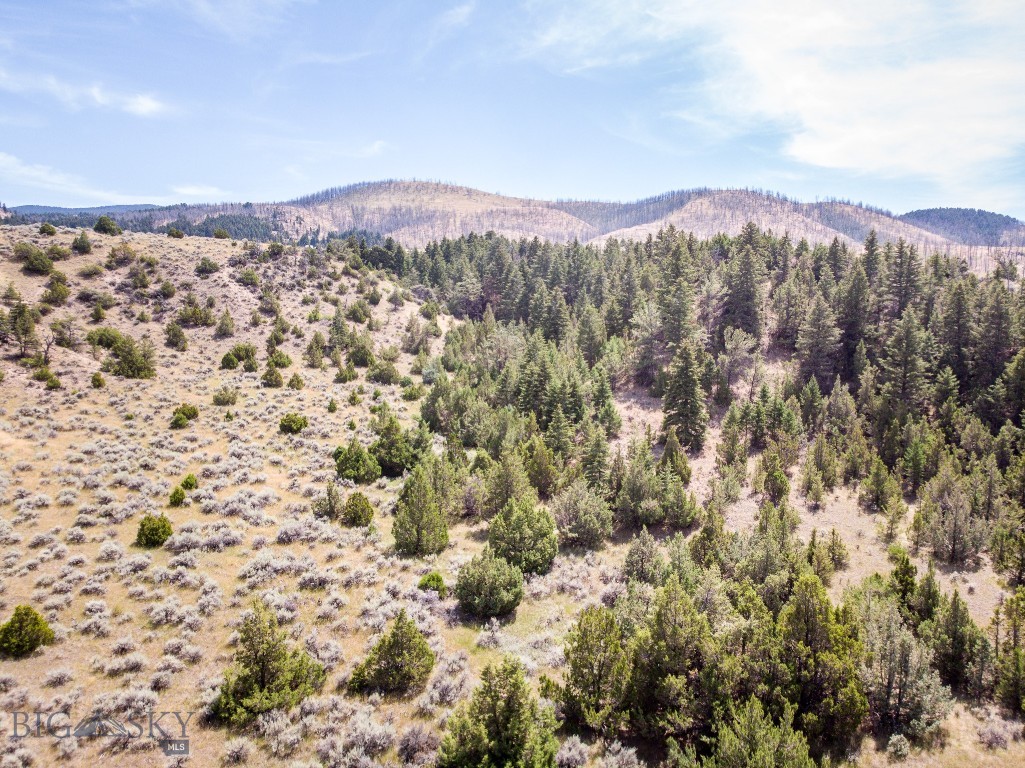 Ponderosa Pines - Land