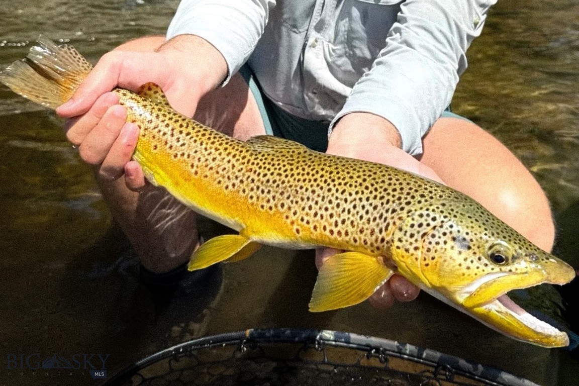 Rainbow - Residential