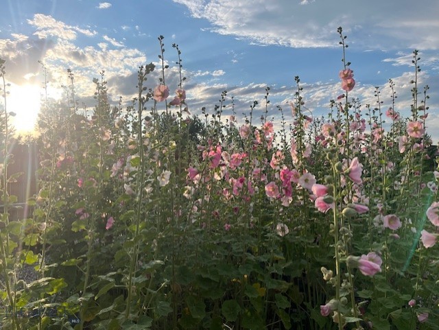 Countryside Estates - Residential