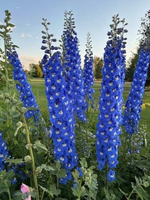 Countryside Estates - Residential