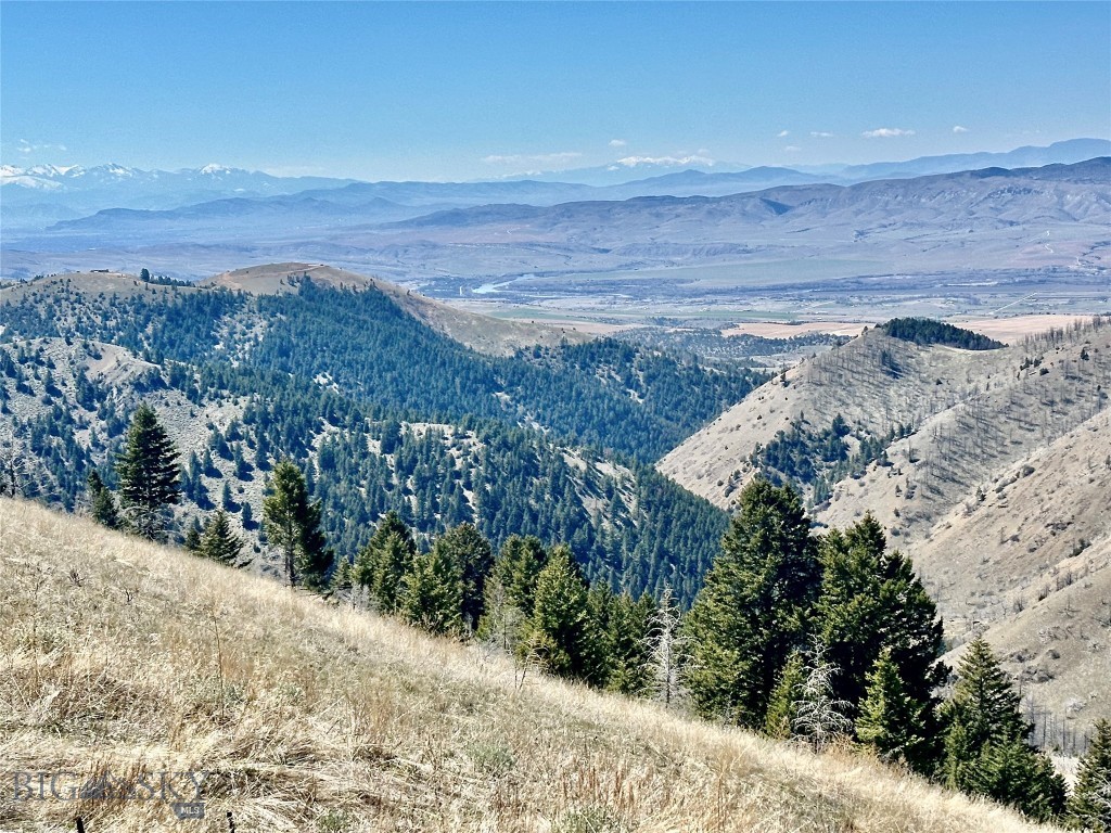 Ponderosa Pines - Land
