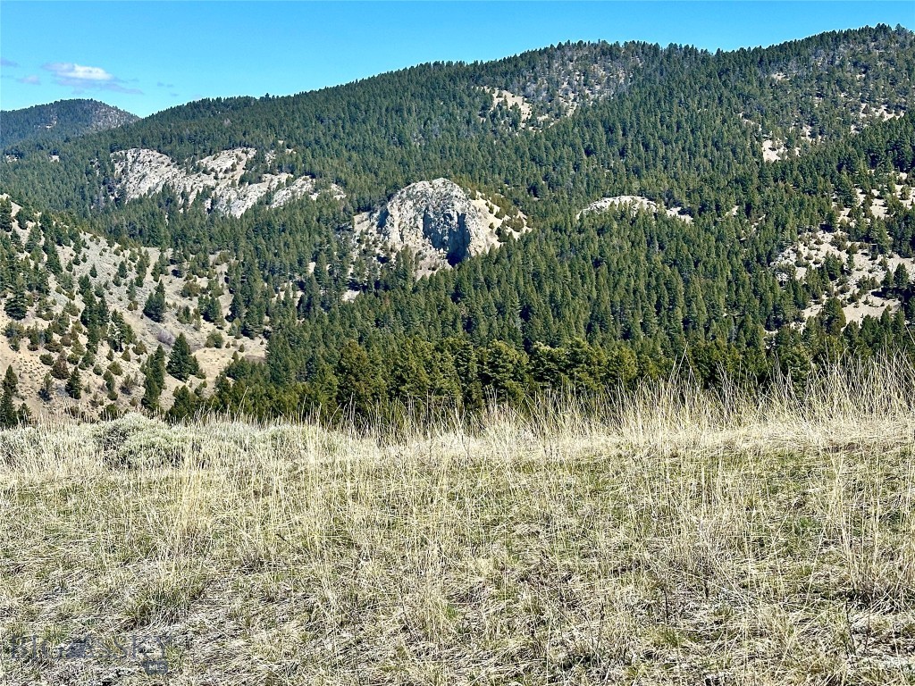 Ponderosa Pines - Land