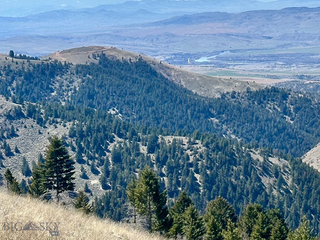 Ponderosa Pines - Land