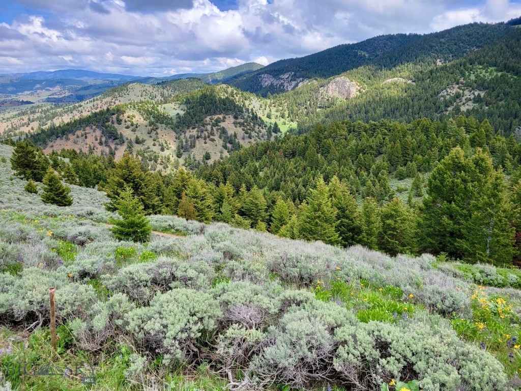 Ponderosa Pines - Land