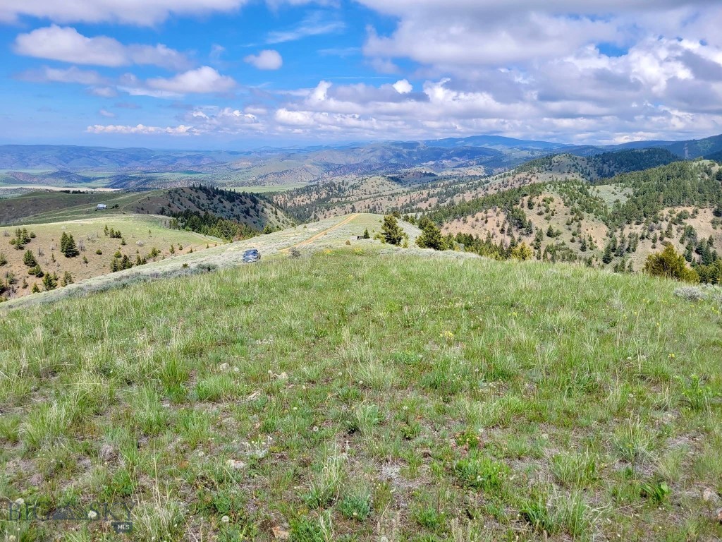 Ponderosa Pines - Land