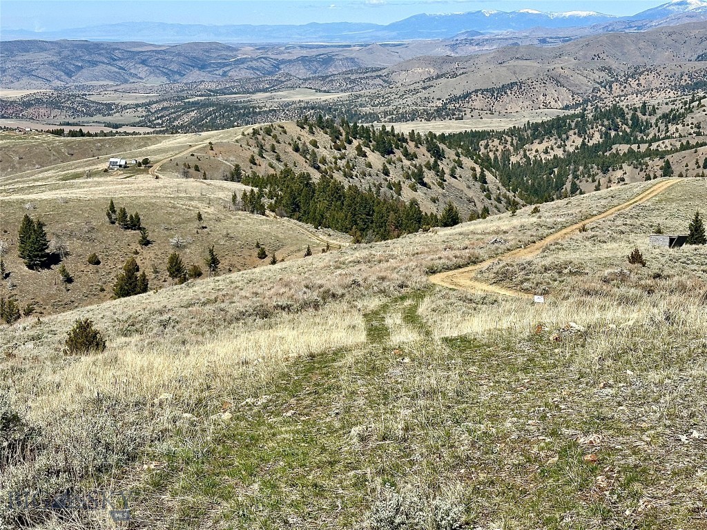 Ponderosa Pines - Land