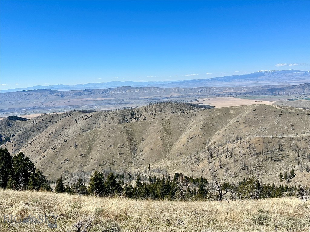 Ponderosa Pines - Land
