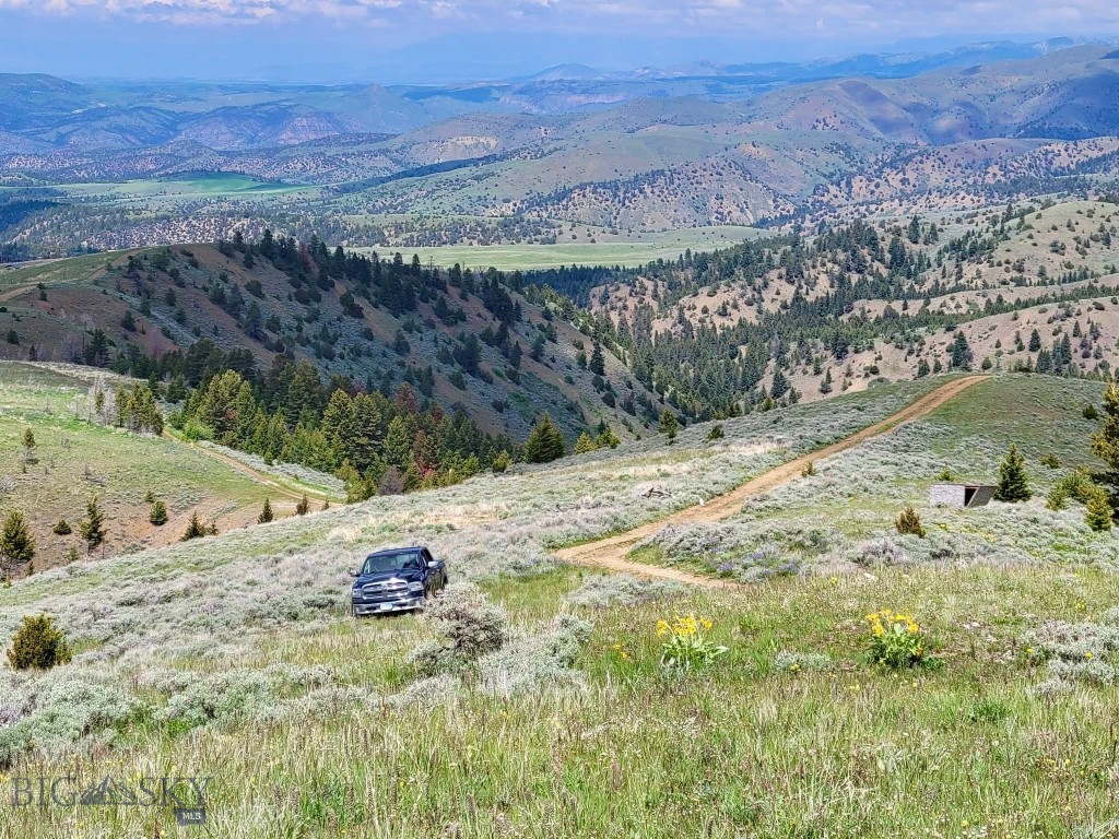 Ponderosa Pines - Land