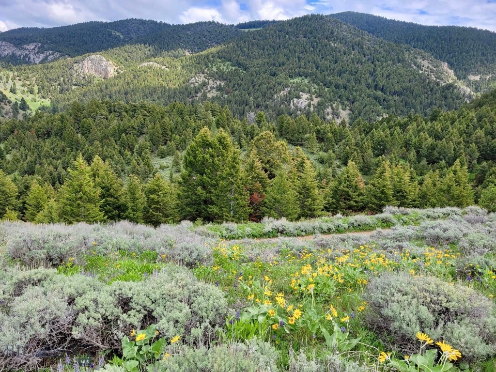 Ponderosa Pines - Land