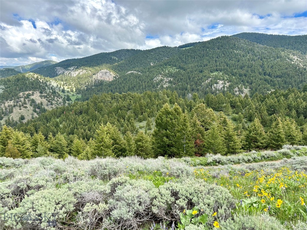 Ponderosa Pines - Land