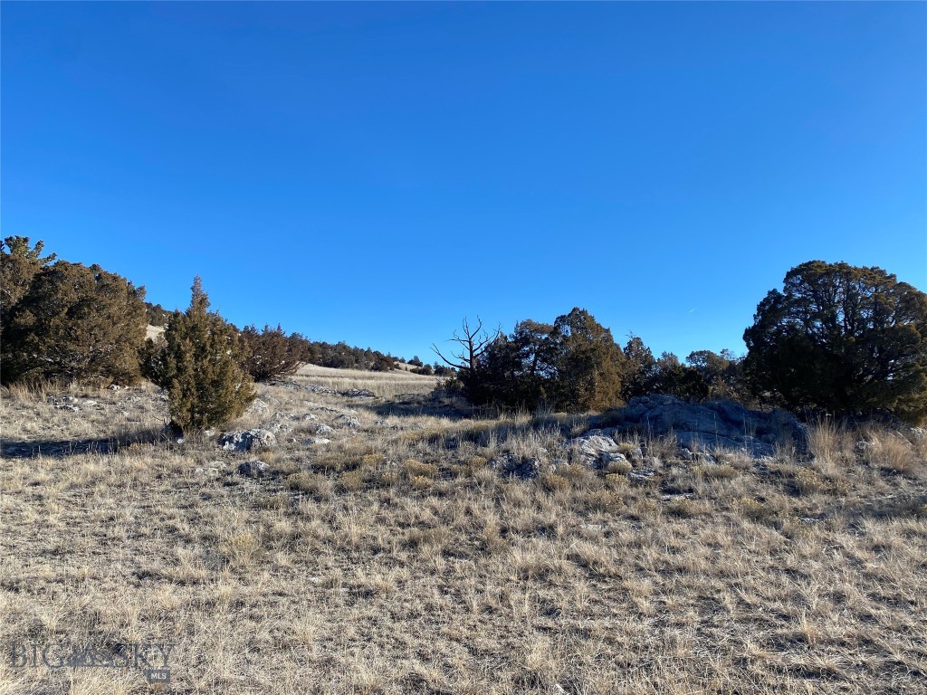 Ponderosa Pines - Land