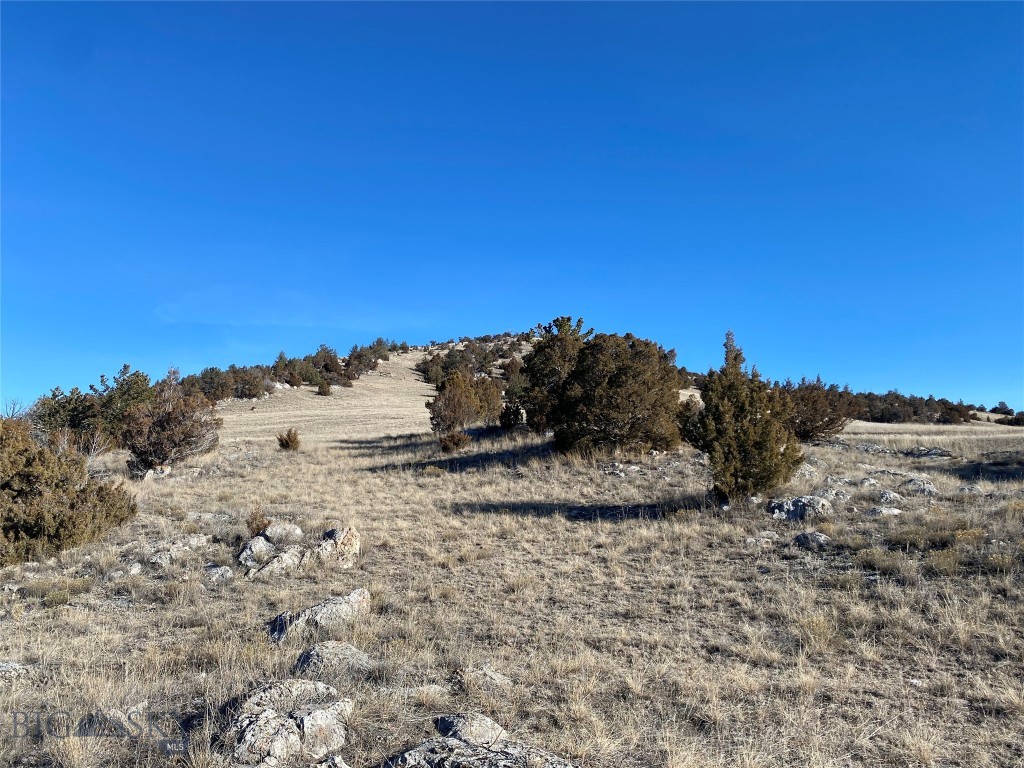 Ponderosa Pines - Land