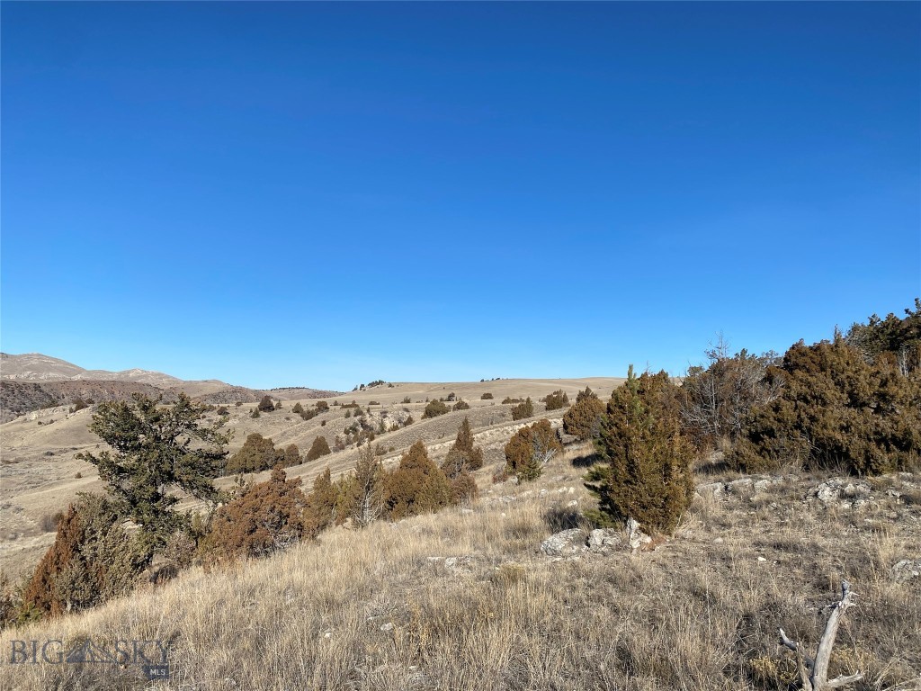 Ponderosa Pines - Land