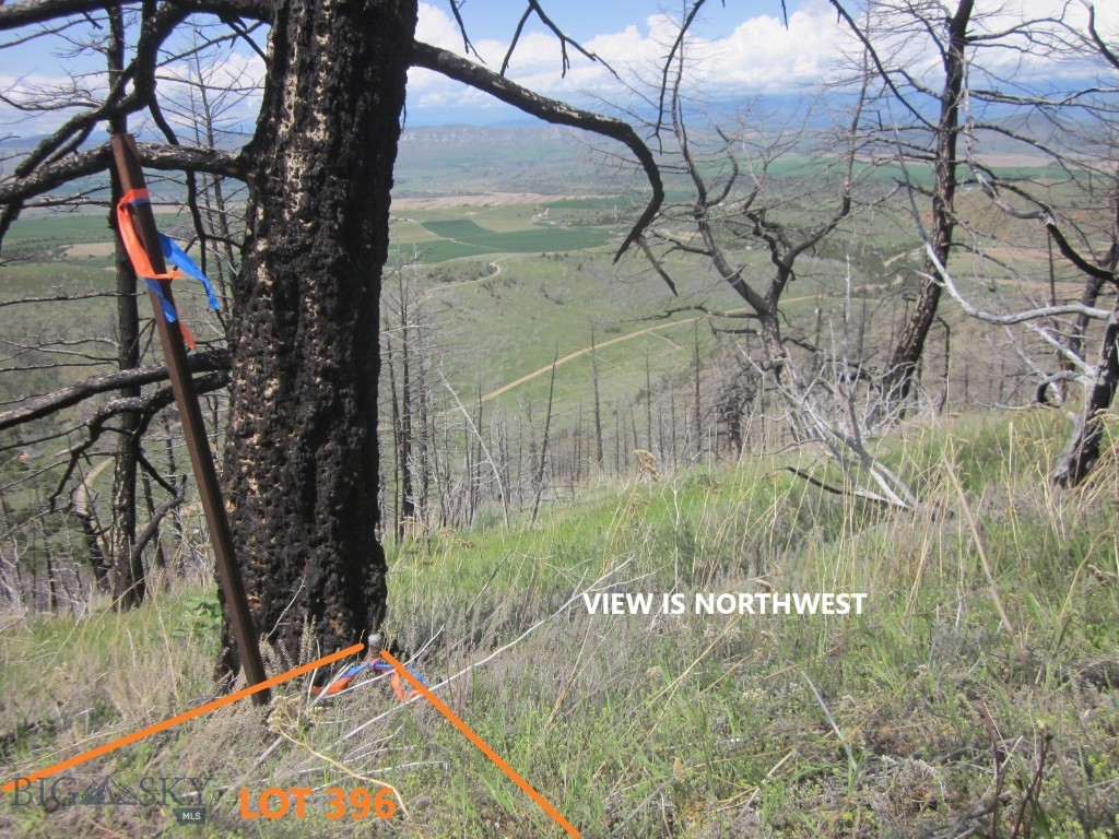 Ponderosa Pines - Land