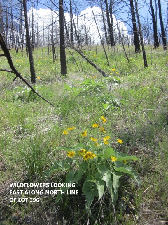 Ponderosa Pines - Land