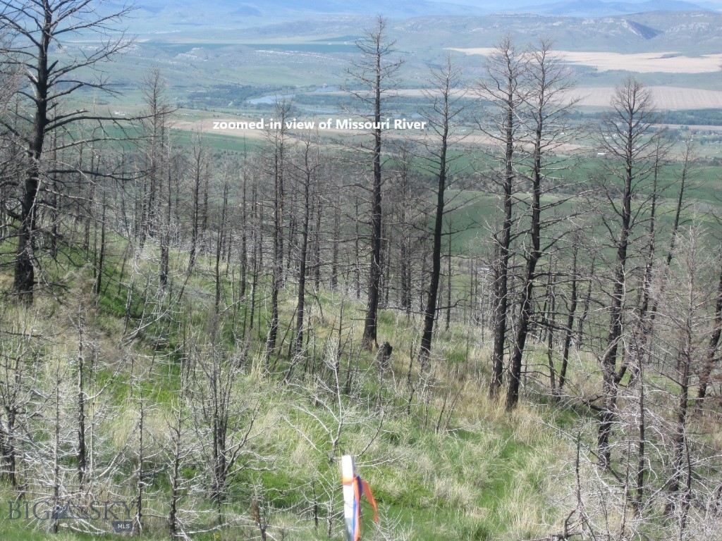 Ponderosa Pines - Land