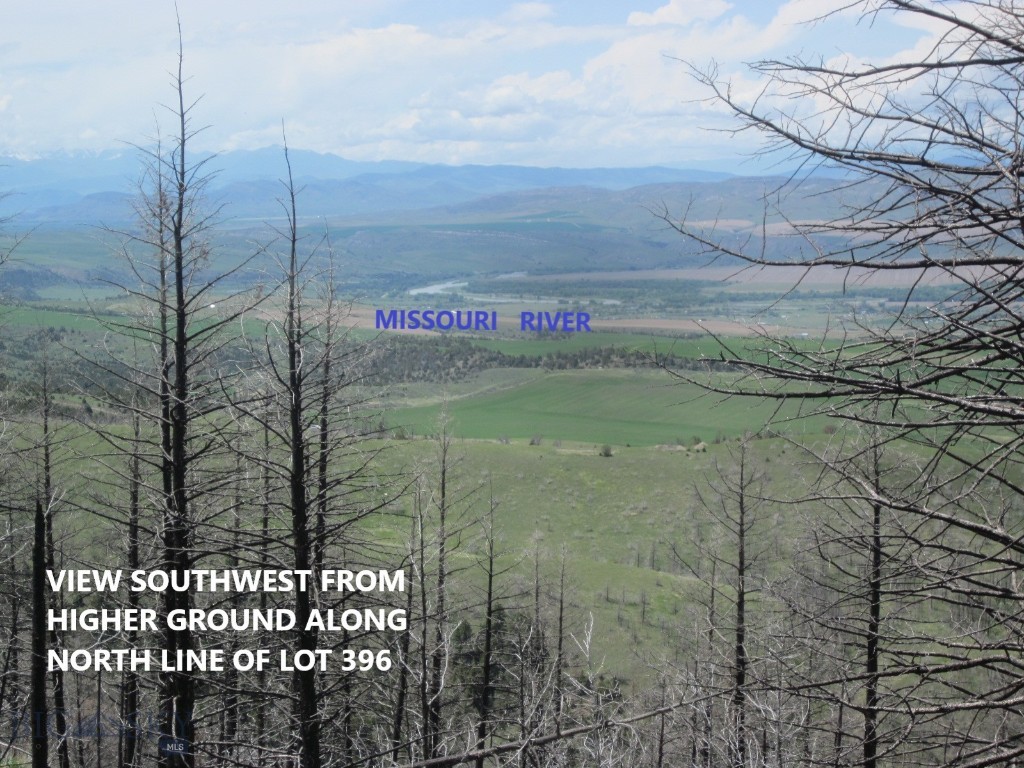 Ponderosa Pines - Land