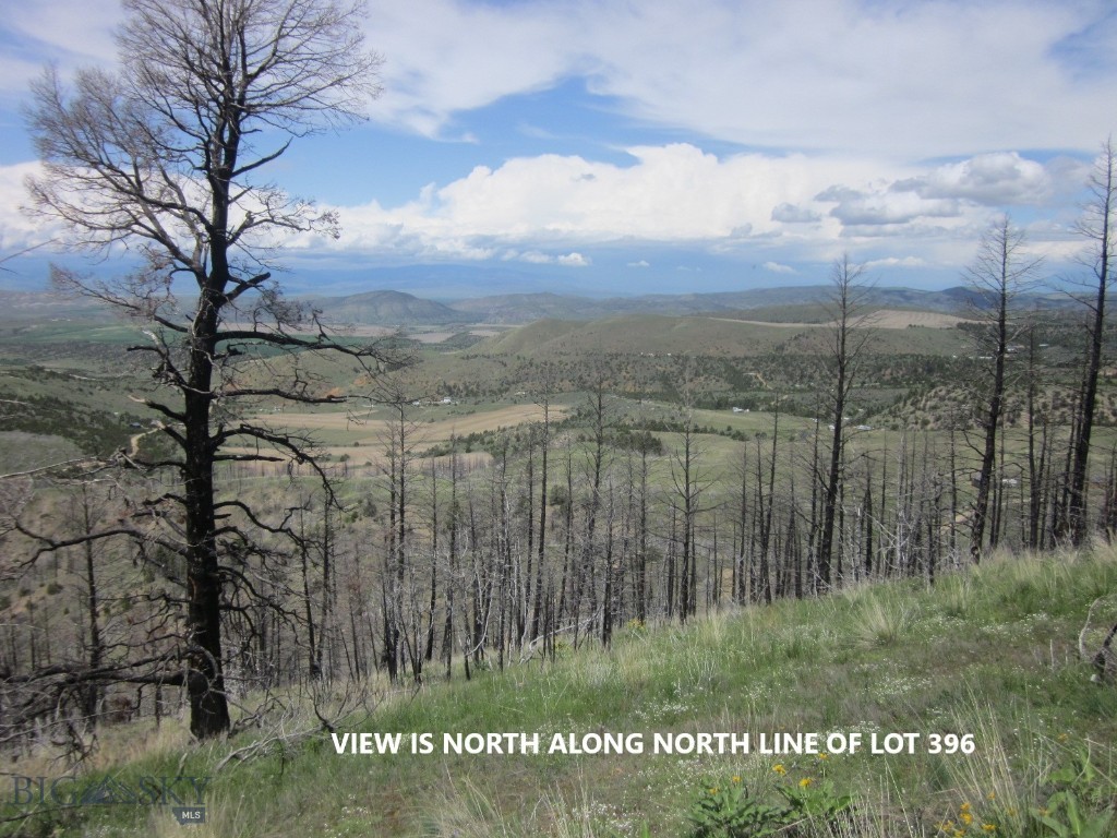 Ponderosa Pines - Land