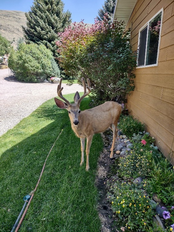 Elk - Residential