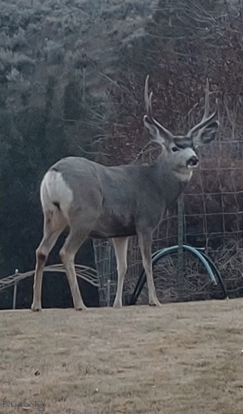 Elk - Residential