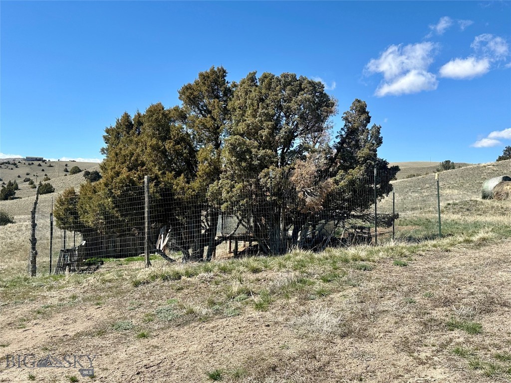 Ponderosa Pines - Land