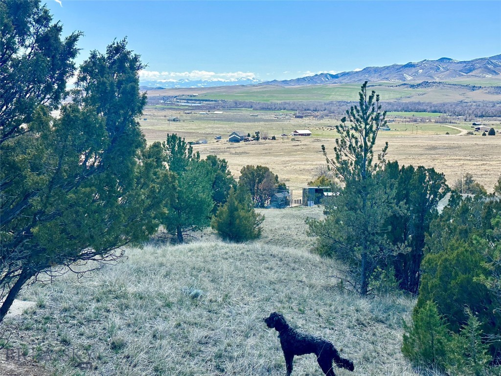 Ponderosa Pines - Land