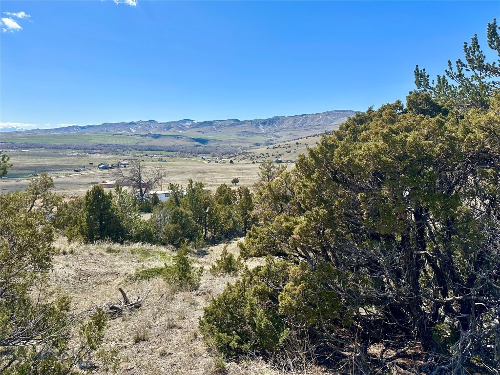 Ponderosa Pines - Land