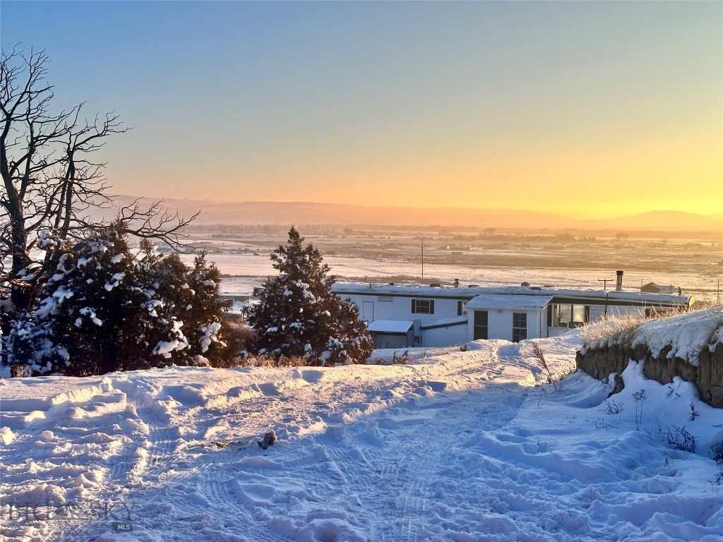 Ponderosa Pines - Land